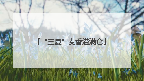 “三夏”麦香溢满仓