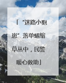 “迷路小狍崽”落单蜷缩草丛中，民警暖心救助