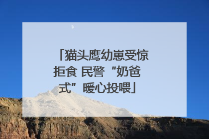 猫头鹰幼崽受惊拒食 民警“奶爸式”暖心投喂