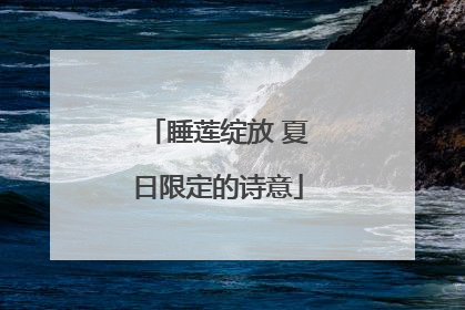 睡莲绽放 夏日限定的诗意
