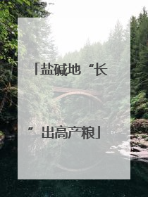 盐碱地“长”出高产粮