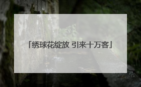 绣球花绽放 引来十万客