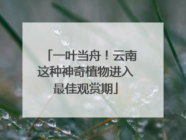 一叶当舟！云南这种神奇植物进入最佳观赏期