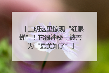 三明这里惊现“红眼蝉”！它很神秘，被誉为“最美知了”