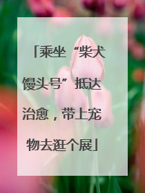 乘坐“柴犬馒头号”抵达治愈，带上宠物去逛个展
