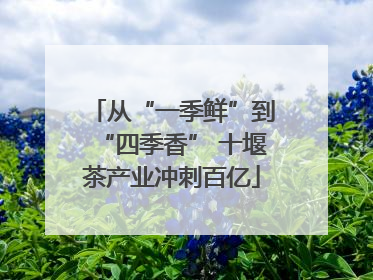 从“一季鲜”到“四季香” 十堰茶产业冲刺百亿