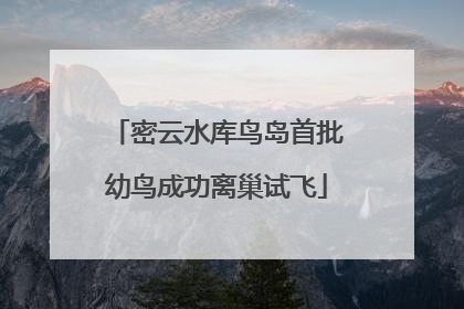 密云水库鸟岛首批幼鸟成功离巢试飞
