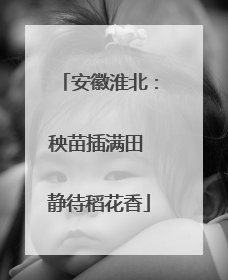 安徽淮北：秧苗插满田 静待稻花香