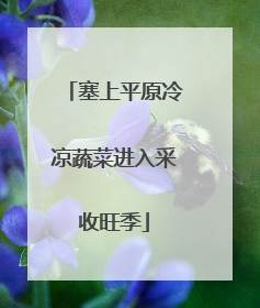 塞上平原冷凉蔬菜进入采收旺季
