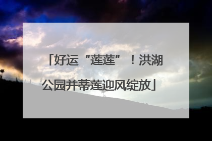 好运“莲莲”！洪湖公园并蒂莲迎风绽放