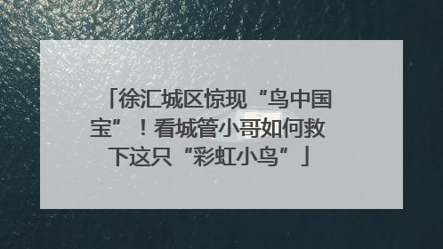 徐汇城区惊现“鸟中国宝”！看城管小哥如何救下这只“彩虹小鸟”