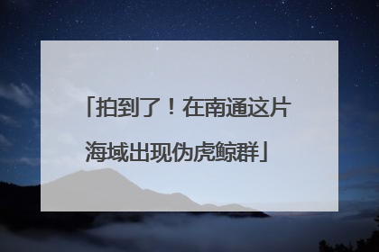 拍到了！在南通这片海域出现伪虎鲸群