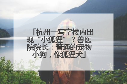 杭州一写字楼内出现“小狐狸”？兽医院院长：普通的宠物小狗，像狐狸犬
