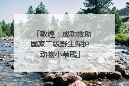 敦煌：成功救助国家二级野生保护动物小苇鳽