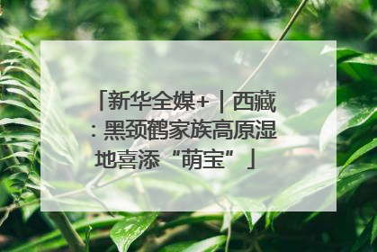 新华全媒+｜西藏：黑颈鹤家族高原湿地喜添“萌宝”