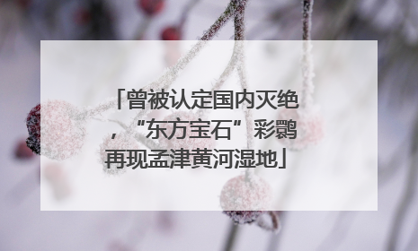 曾被认定国内灭绝，“东方宝石”彩鹮再现孟津黄河湿地