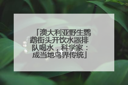 澳大利亚野生鹦鹉街头开饮水器排队喝水，科学家：成当地鸟界传统