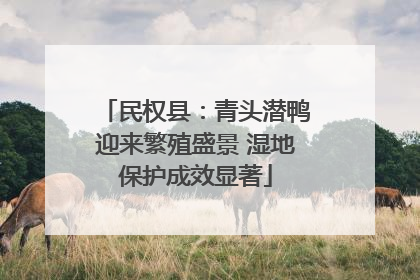 民权县：青头潜鸭迎来繁殖盛景 湿地保护成效显著