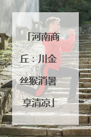 河南商丘：川金丝猴消暑享清凉