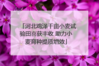 河北鸡泽千亩小麦试验田喜获丰收 助力小麦育种提质增效