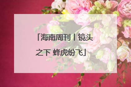 海南周刊丨镜头之下 蜂虎纷飞