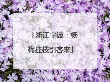 浙江宁波：杨梅挂枝引客来
