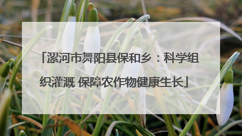 漯河市舞阳县保和乡：科学组织灌溉 保障农作物健康生长