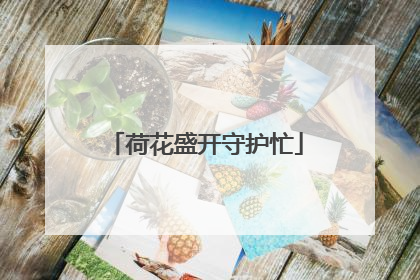 荷花盛开守护忙