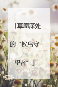草原深处的“候鸟守望者”