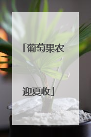 葡萄果农迎夏收