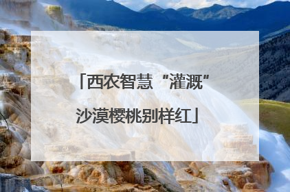西农智慧“灌溉” 沙漠樱桃别样红