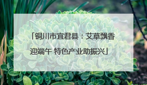 铜川市宜君县：艾草飘香迎端午 特色产业助振兴