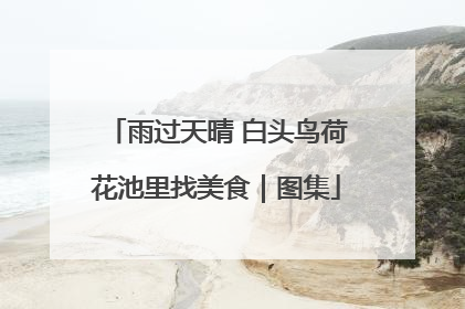 雨过天晴 白头鸟荷花池里找美食｜图集