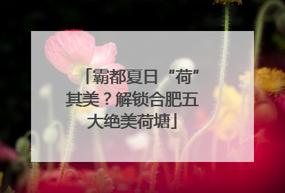 霸都夏日“荷”其美？解锁合肥五大绝美荷塘