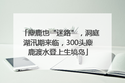 麋鹿也“迷路”，洞庭湖汛期来临，300头麋鹿渡水登上生境岛