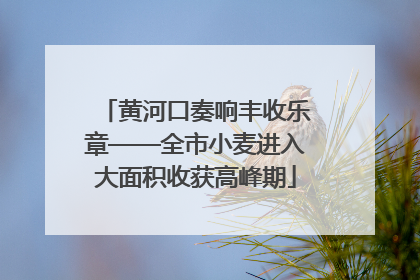 黄河口奏响丰收乐章——全市小麦进入大面积收获高峰期