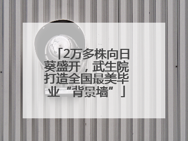 2万多株向日葵盛开，武生院打造全国最美毕业“背景墙”